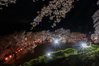 夜桜ライトアップ＠後閑城址公園2023