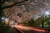 夜桜＠信越化学松井田工場2023