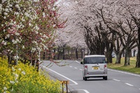 九十九川の桜並木