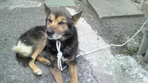 会社の中に迷い犬（ToT）