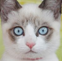くやしいのうくやしいのう♪