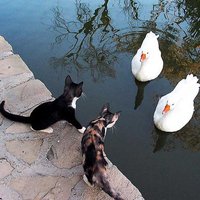 天下統一への夢