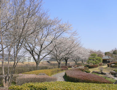 米山公園の桜