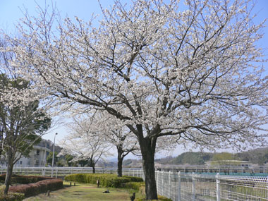 米山公園の桜