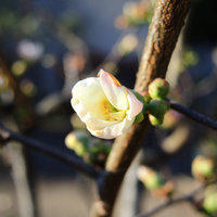 春の兆し　高崎城址公園の木瓜