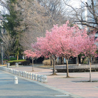 高崎城址公園でおかめ桜が咲き始めました。