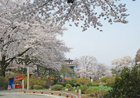 沼田公園の桜 ♪
