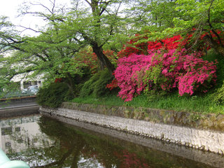 お散歩写真　高崎城址公園お濠端のツツジ