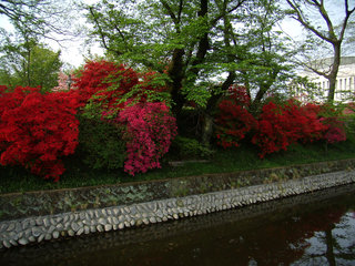 お散歩写真　高崎城址公園お濠端のツツジ