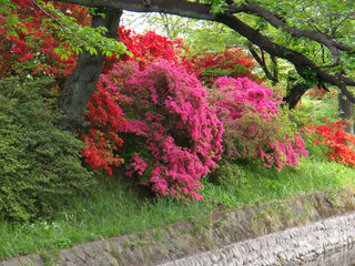 お散歩写真　高崎城址公園お濠端のツツジ