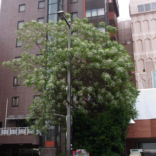 お散歩写真　高崎駅前・長谷川ホテルさんのミズキの花
