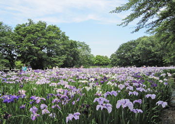 群馬 ふぉと雑記帳 赤堀 花しょうぶ園 は 花の川