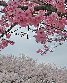 榛東村/相馬原駐屯所の桜 ♪