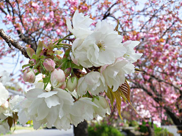 白井宿の八重桜 ♪