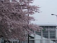 高崎問屋町駅前の桜です。