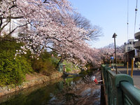 高崎市役所付近　お堀の桜