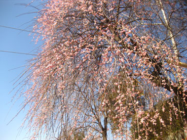 「東善寺」のしだれ梅で春が来る
