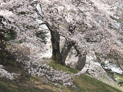 七輿山古墳の桜