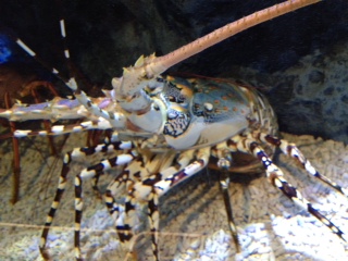 すみだ水族館