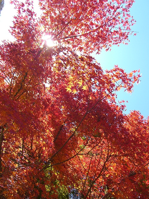 紅葉狩り