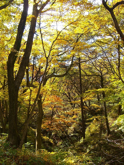 紅葉狩り