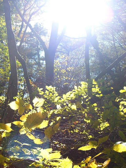 紅葉狩り