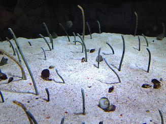 すみだ水族館