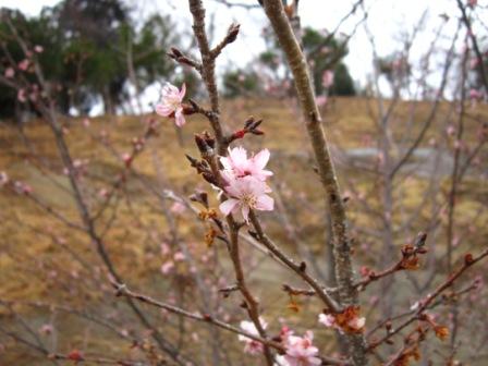 寒桜♪観音山ファミリーパークの自然⑧