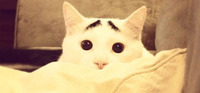 いつも心配そうな猫