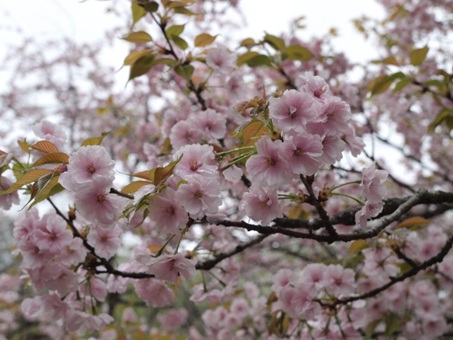 長瀞通り抜けの桜