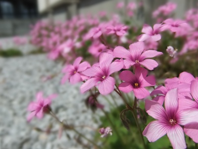 庭の花