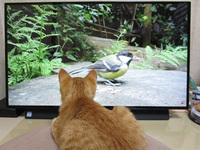 猫が見る動画