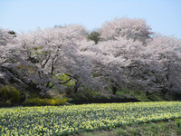 中後閑の桜