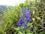 センブリの花を見に飯盛山へ
