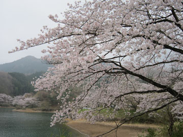 大塩湖の桜さんぽ
