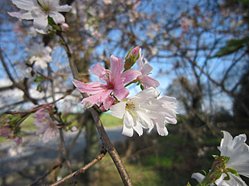 「十月桜」が咲いている