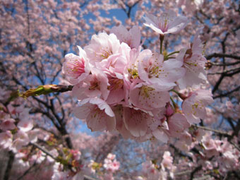 桜が満開です。
