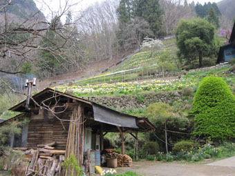 上野村・笠丸山のアカヤシオ