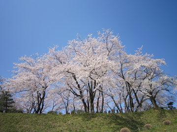 後閑城址公園の桜