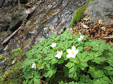 上野村・天狗岩の山歩き