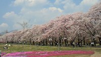 群馬で撮った桜の写真　一挙公開！ 2016/04/02 08:00:00