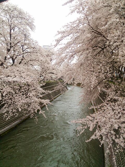 桜とちごもち