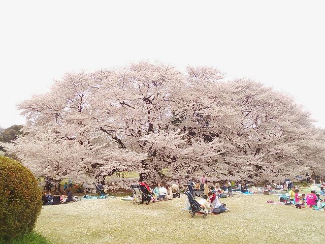 桜とちごもち