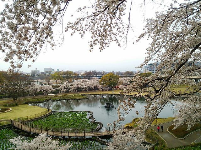 桜とちごもち