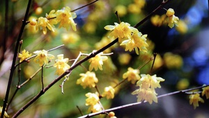 小野池里山の花