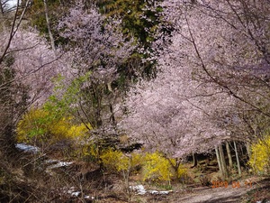 小野池里山の桜