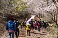 桜まつり　開催