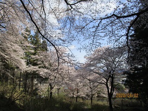 小野池の桜