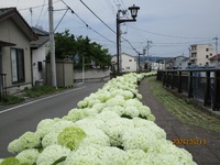 あじさいのまち渋川