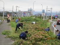 アナベルの手入れ